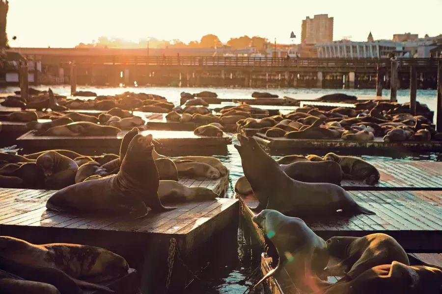 Leões marinhos descansam na doca K do PIER 39 ao pôr do sol